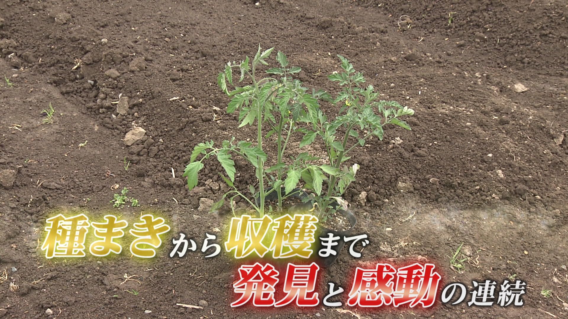 ♯659 音更町・家庭菜園 編:あぐり王国北海道NEXT｜HBC北海道放送