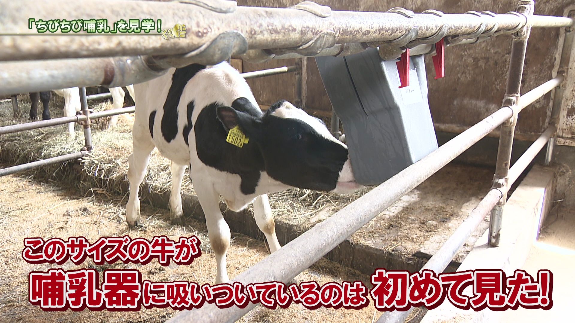 牧場主 当店をご利用のお客様のご紹介 | アメカジ SHOP Teddy's テディーズ