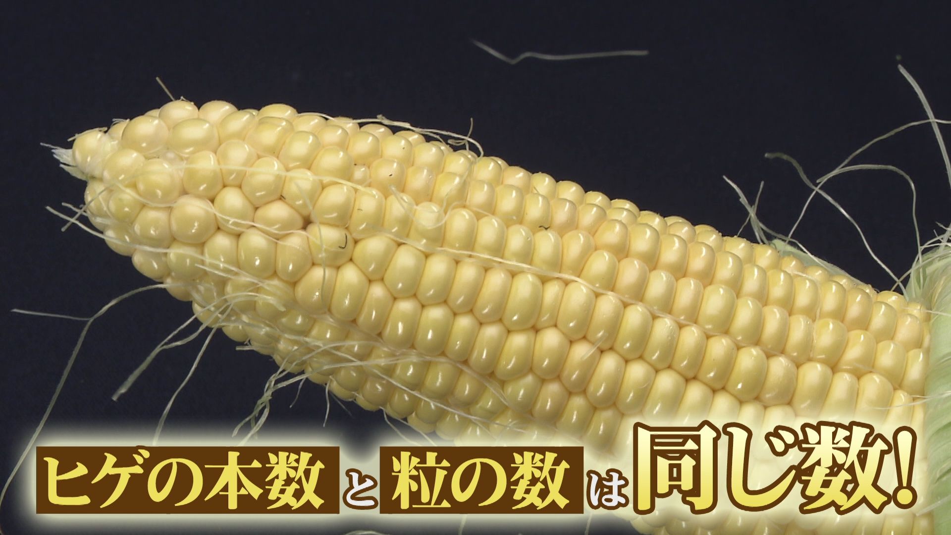 ♯673 江別市・スイートコーン 編:あぐり王国北海道NEXT｜HBC北海道放送