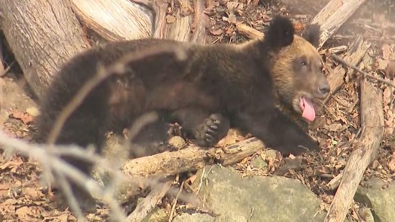 クマを「悪者」にせず、「観光」につなげる。サイクリングを共存の