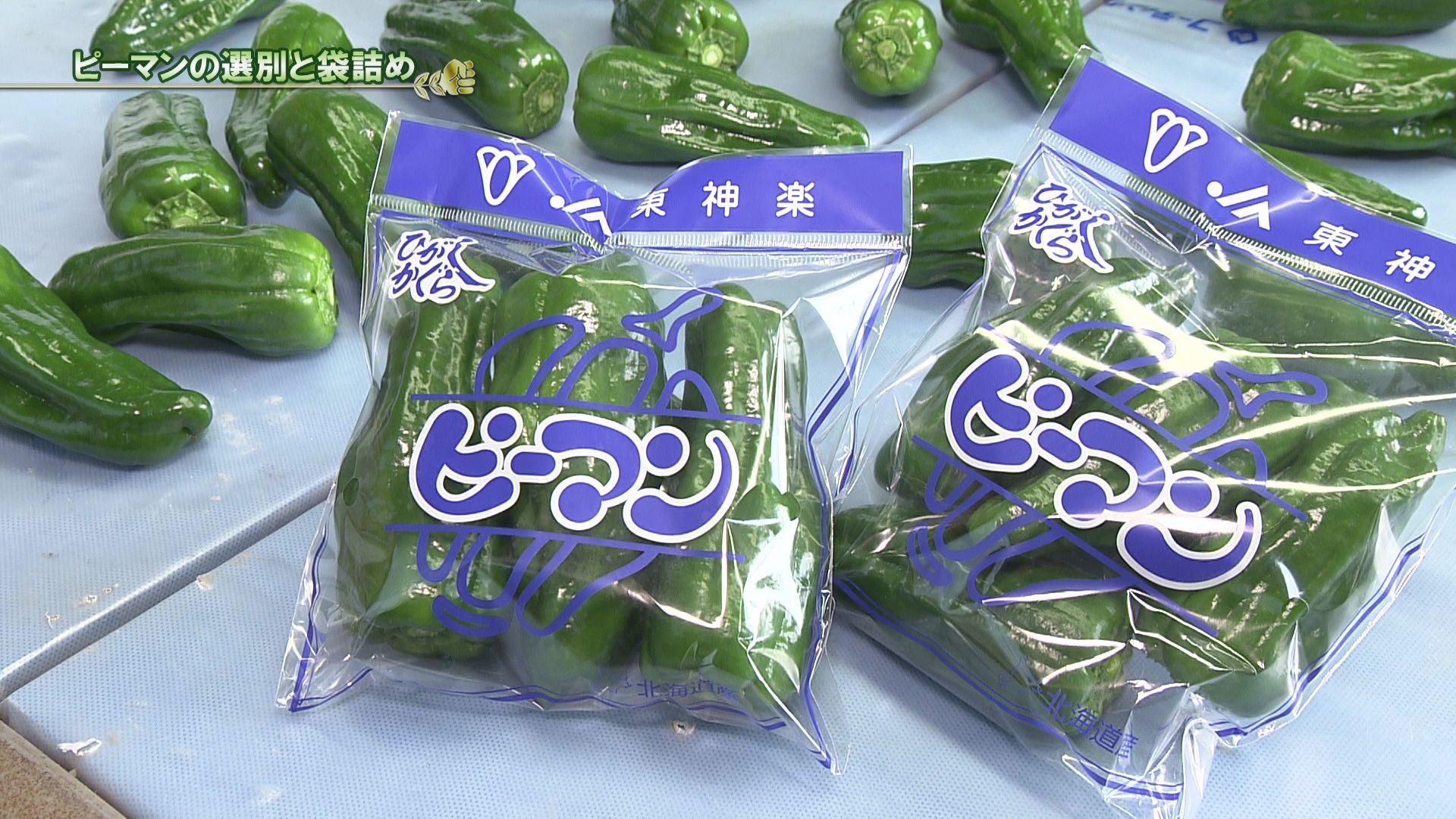 ♯711 東神楽町・ピーマン編 :あぐり王国北海道NEXT｜HBC北海道放送