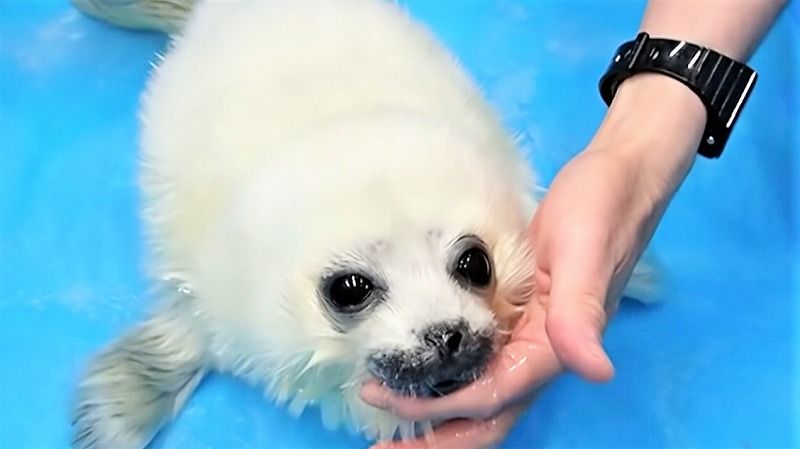 この顔反則！「天使すぎる」アザラシ“ミゾレ”がやってきた 前例のない