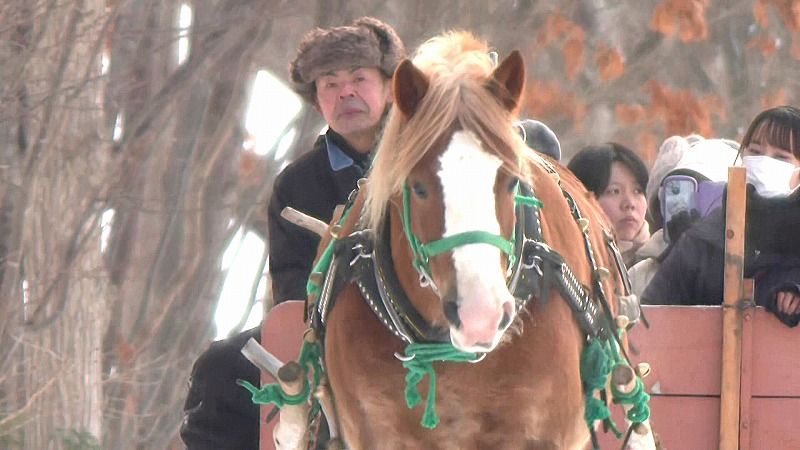 雪まつり期間は毎日運行 冬の馬そりで北海道の歴史ある建物をぶらりお