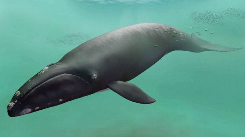 カナダ　Harris Smith Lalkawilas サイン有り立体造形クジラ vlcsnap_2025_10_07_10h34m38s16