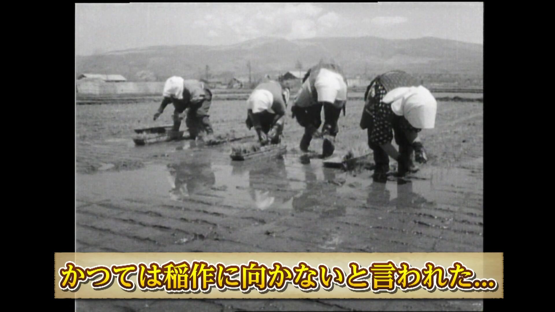 田植え定規　昭和レトロ　石川県白山市引取り　北陸三県別途送料で配送可 ♯840 東川町・米シリーズ：田植え 編 :あぐり王国北海道NEXT｜HBC